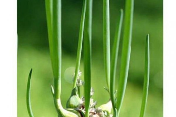 Кракен зеркало рабочее onion