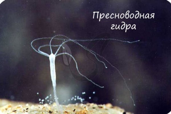 Гидра зайти кракен