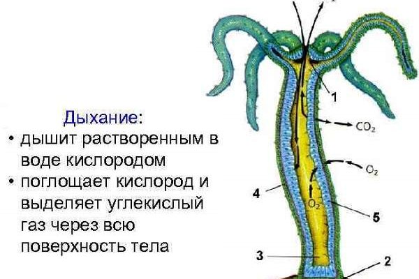 Кракен ссылка тупа германия